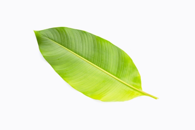 Heliconia leaf on white background