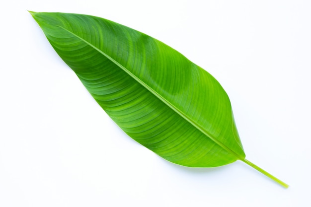 Heliconia leaf on white background.