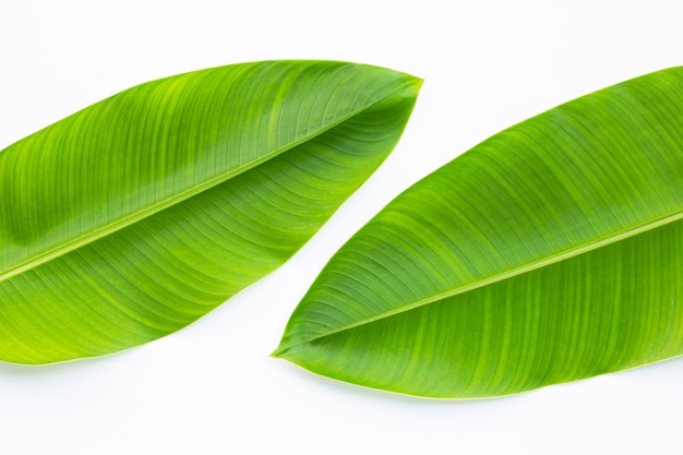 Heliconia leaves on white background.