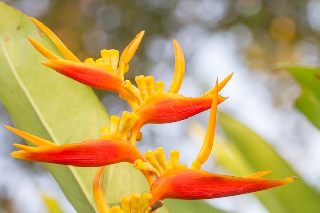 Heliconia with beautiful reliefs with green background