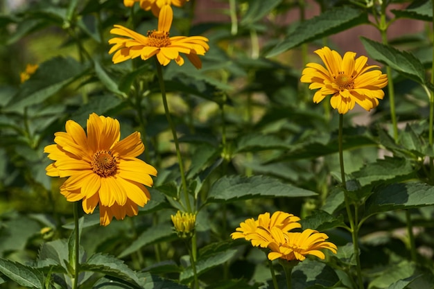 Heliopsis is a genus of annual and perennial herbaceous plants of the Asteraceae family