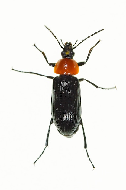 Heliotaurus ruficollis, polyphagous beetle of the Tenebrionidae family.