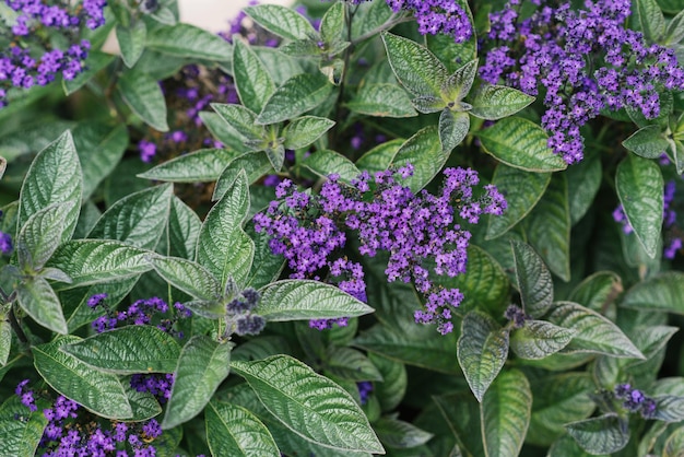 Heliotrope flowers bloom in garden