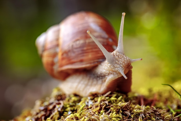 Helix pomatia also Roman snail, Burgundy snail, edible snail or escargot, is a species of large, edible, air-breathing land snail, a terrestrial pulmonate gastropod mollusk in the family Helicidae.