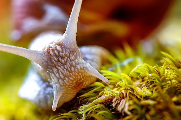 Helix pomatia also Roman snail, Burgundy snail, edible snail or escargot, is a species of large, edible, air-breathing land snail, a terrestrial pulmonate gastropod mollusk in the family Helicidae.