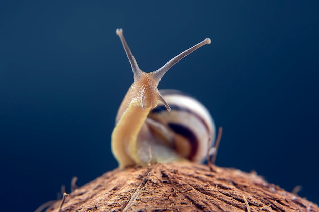 Helix pomatia. grape snail on a coconut on a dark background. mollusc and invertebrate. gourmet protein meat food.