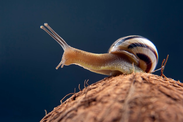 Helix pomatia. grape snail on a coconut