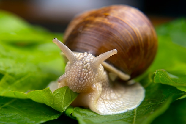 Helix pomatia. grape snail crawling on green leaves. mollusc and invertebrate. delicacy meat and gourmet food.