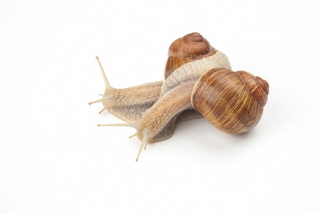 Helix pomatia. grape snail on a white background. mollusc and invertebrate. gourmet protein meat food. communication of the individual in society