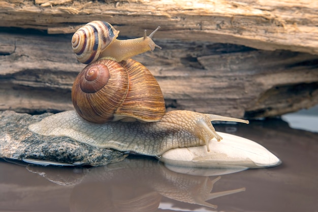 Helix pomatia. snail climbs from stone to stone. mollusc and invertebrate. 