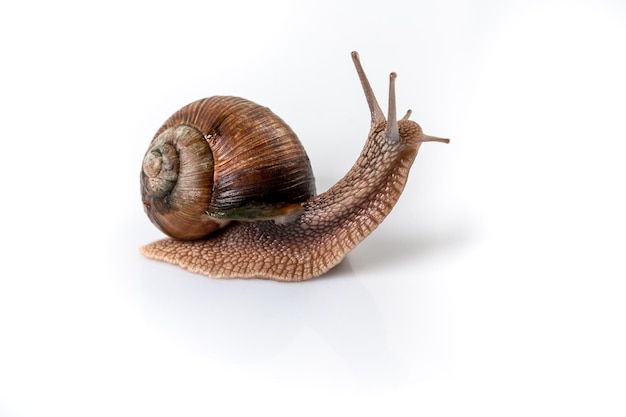 Helix Pomatia Snail with brown striped shell crawl isolated on a white background Helix Pomatia Burgundy Roman Escargot space for text