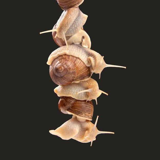 Helix pomatia. snails hold each other with suckers. romance and relationships in the animal kingdom. mollusc and invertebrate. delicacy meat and gourmet food.