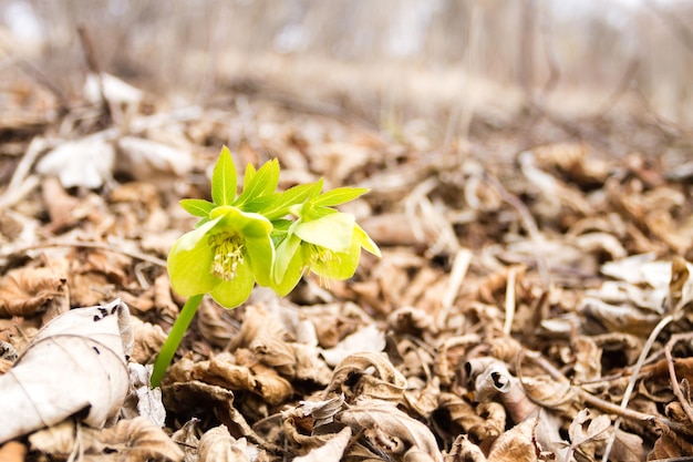 Hellebore flower in woodland close up, nature background. Wild flower background