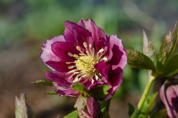 Helleborus niger in a woodland garden Helleborus rose flower in garden in springtime Winter rose or Christmas rose flower with evergreen foliage