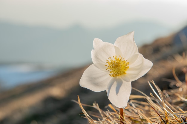 Helleborus