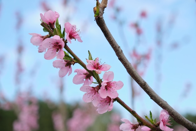 Hello spring, tree, branch of pink peach blossoms