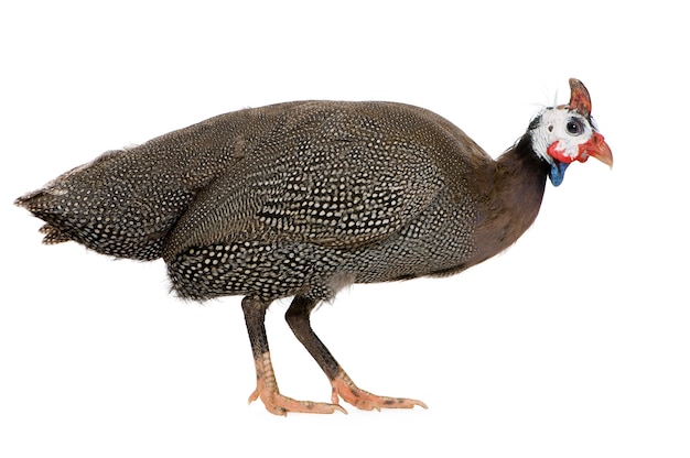 Helmeted guinea fowl - Numida meleagris isolated