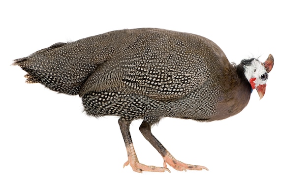 Helmeted guinea fowl - Numida meleagris isolated