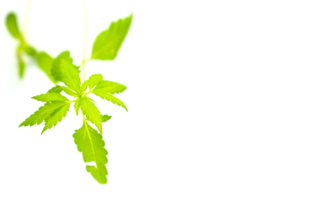 A hemp germ on a white background Isolated