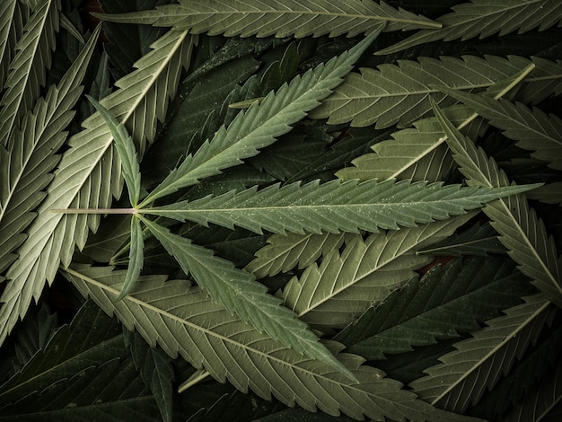 Photo hemp leaves lie on the table, top view.