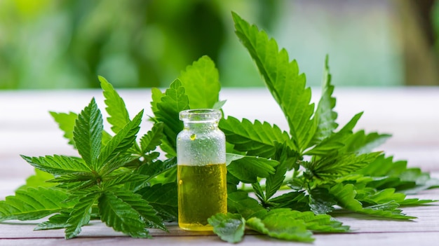 Hemp oil fresh cannabis leaves Jars of cannabis oil