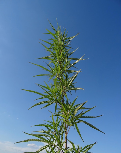 Hemp seeds in can of cannabis inflorescence isolated