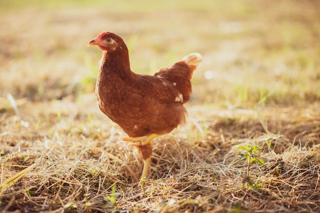 Hen chick walking in the garden