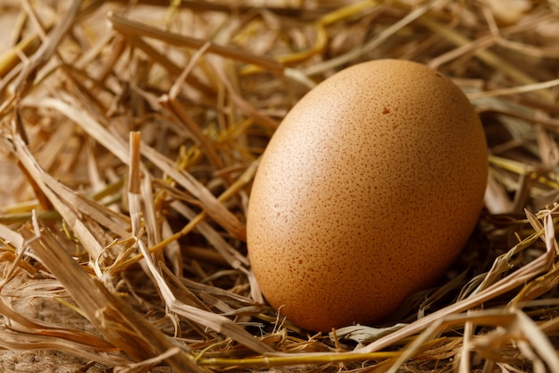 Hen egg on straw