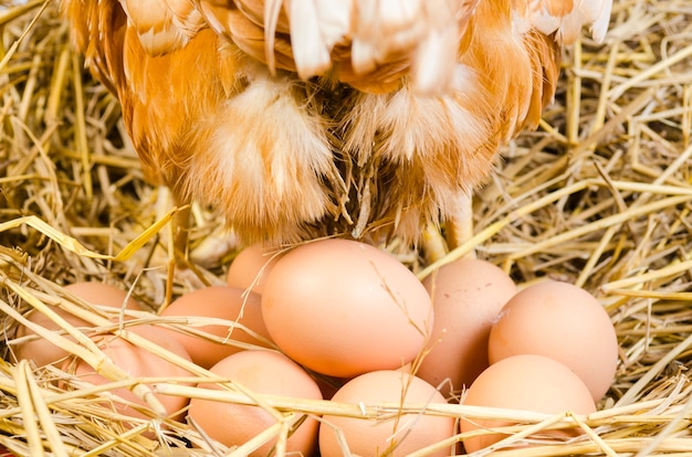 hen eggs