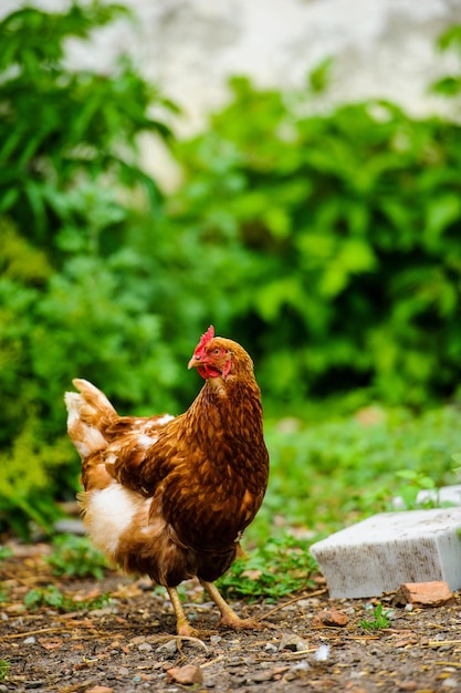 Hen on a farm