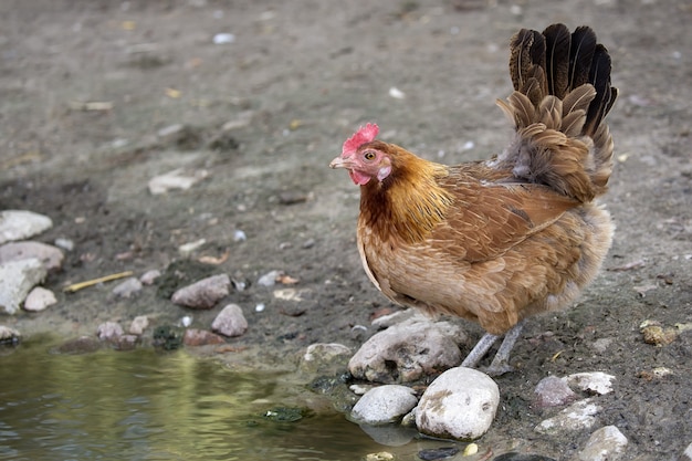 Hen on the farm