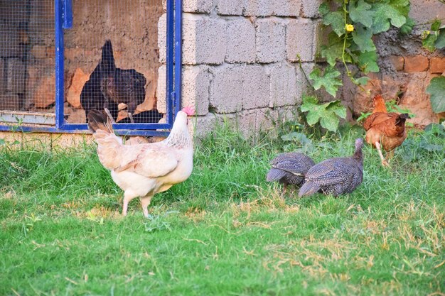 Hen in Farmyard