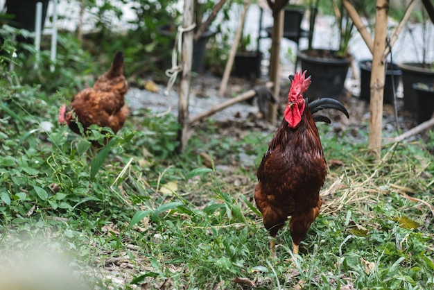 Hen flying and picking on grass in field