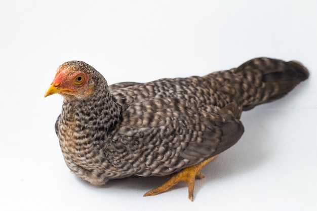 The Hen free-range chicken on white background