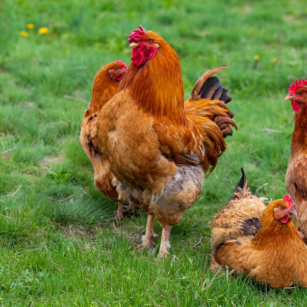 Hen and green grass