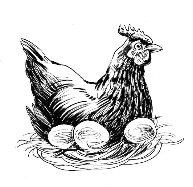 Photo hen in nest with eggs. ink black and white drawing