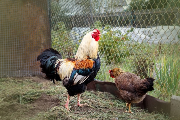 Hen and rooster walk in the yard on the farm