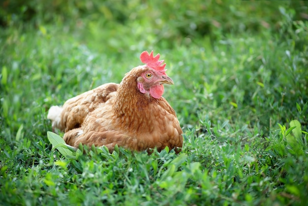 The hen sits on the eggs The hen should not be disturbed unnecessarily Selective focus