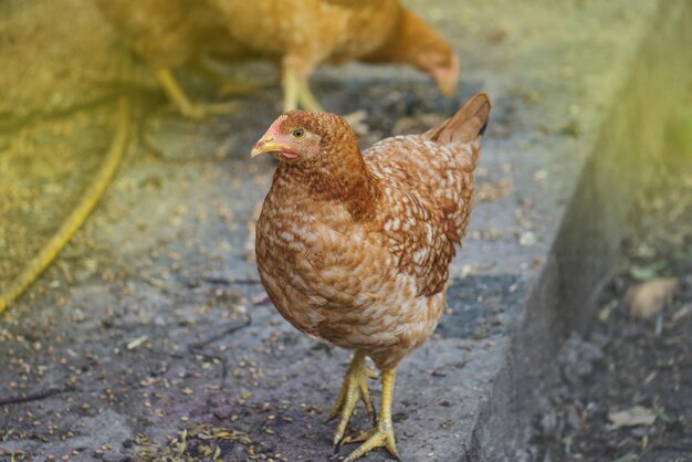 Hen in the yard Chicken in a coop Close up of a freerange chicken