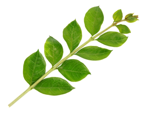 Henna leaves over white background