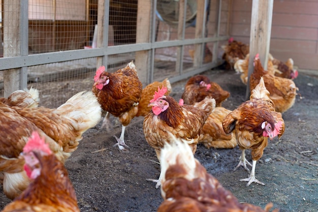 Hens in the chicken farm Organic poultry house