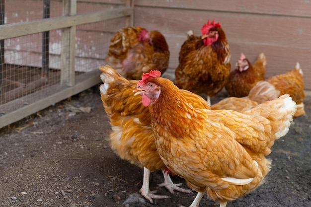 Hens in the chicken farm Organic poultry house