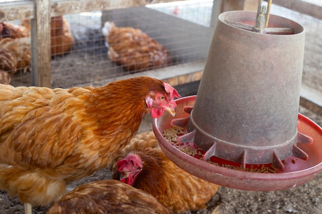 Hens in the chicken farm Organic poultry house