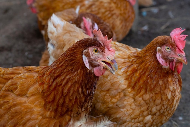 Hens in the chicken farm Organic poultry house