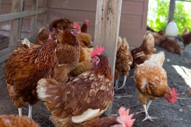 Hens in the chicken farm Organic poultry house