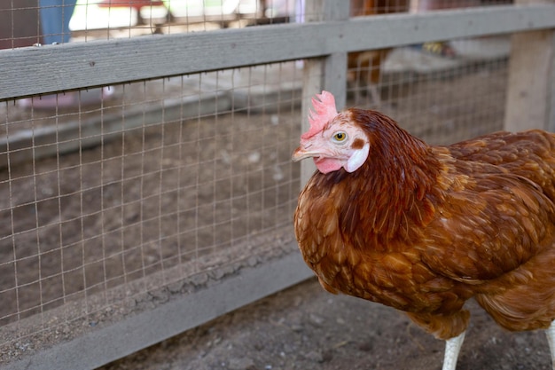 Hens in the chicken farm Organic poultry house