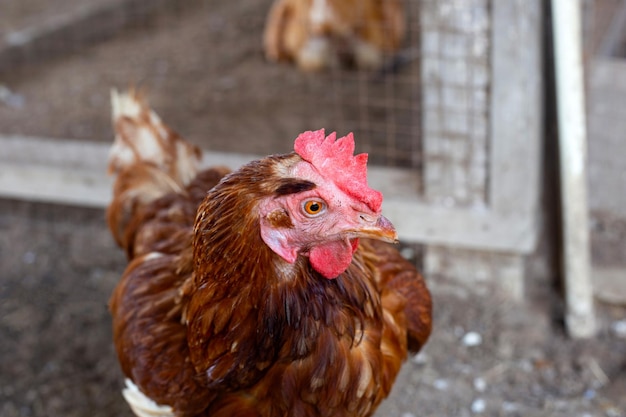 Hens in the chicken farm Organic poultry house