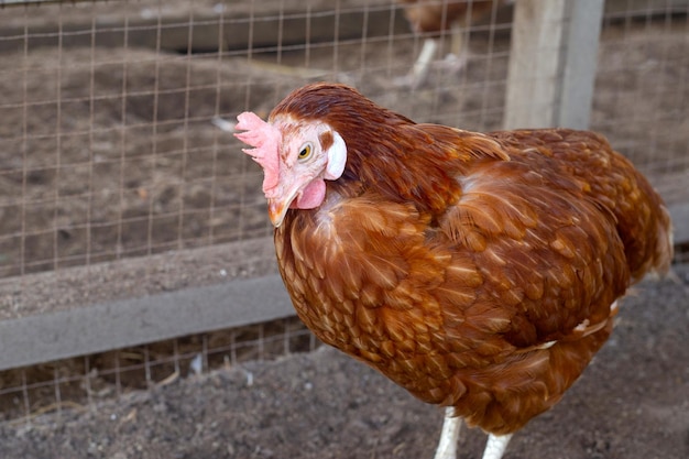 Hens in the chicken farm Organic poultry house