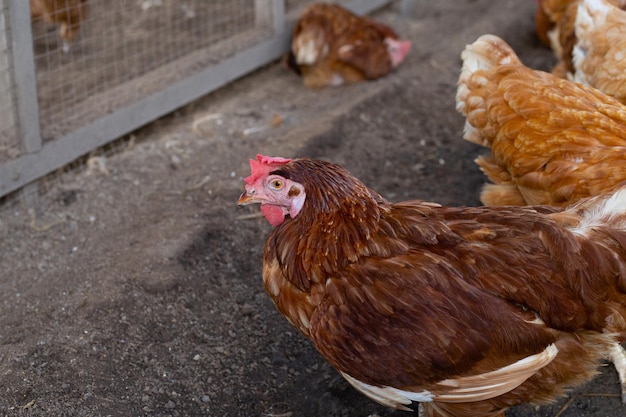 Hens in the chicken farm Organic poultry house