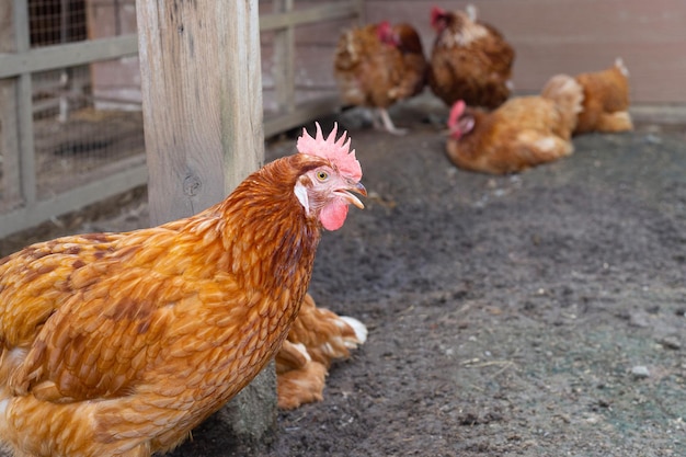 Hens in the chicken farm Organic poultry house